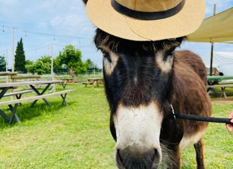 A horse wearing a straw hat, with picnic tables and a tent in the background. 3