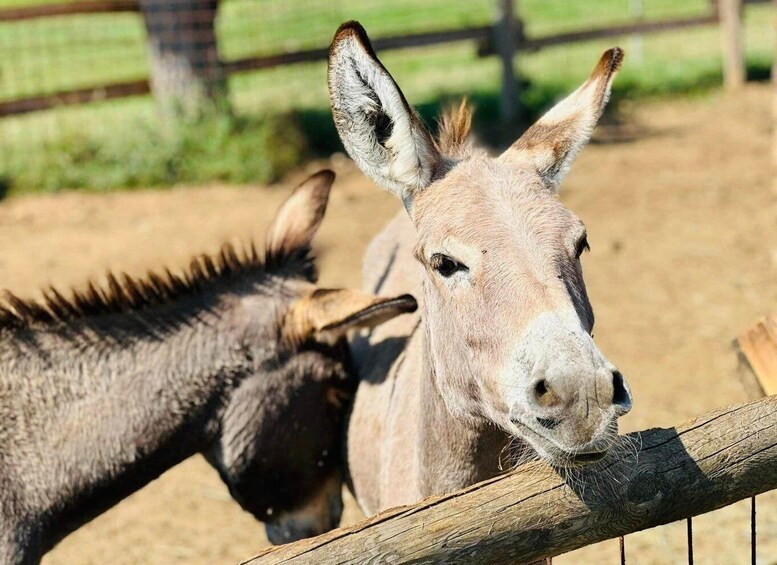 Two donkeys standing behind a wooden fence. 4