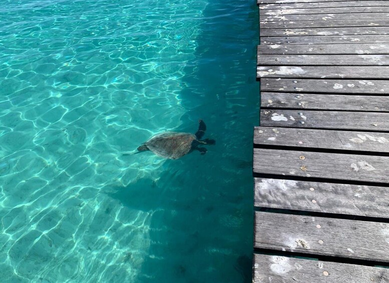 A turtle swimming in clear turquoise water near a wooden dock. 4