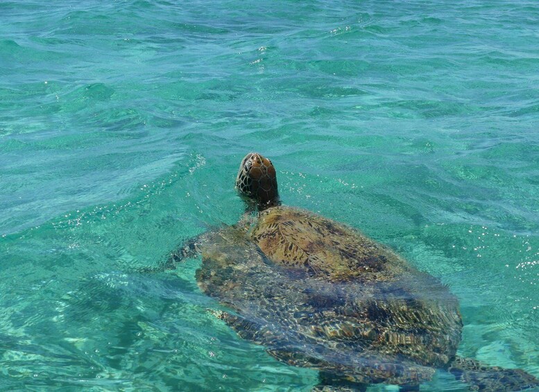 A sea turtle swimming in clear blue water. 3