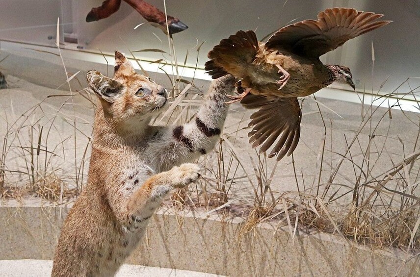 A lynx catching a bird in mid-air. 4