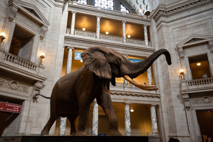 A large elephant statue in a grand building with ornate columns and balconies. 1