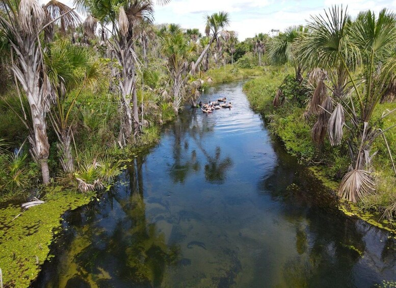 A river with water lilies and palm trees. 1