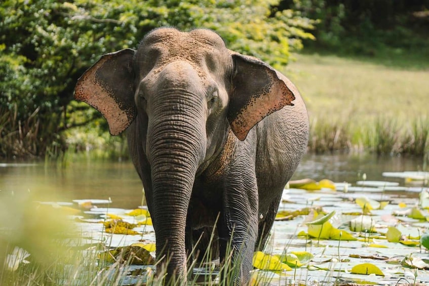 An elephant in a water body surrounded by greenery. 5