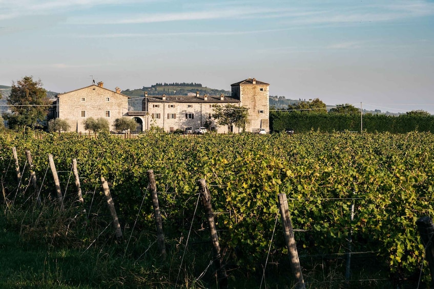 A vineyard with rows of grapevines and a stone building with a tower in the background. 1