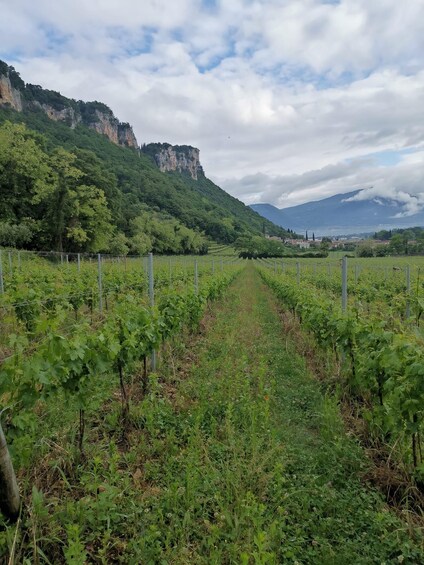 A vineyard with rows of grapevines, a mountain in the background, and a partly cloudy sky. 4