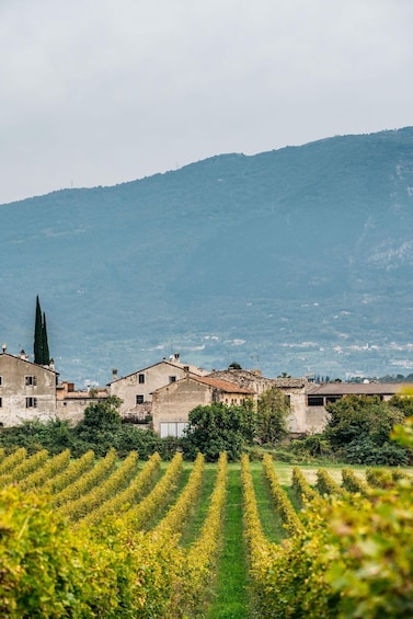 A vineyard with rows of yellow flowers, buildings, and a mountain in the background. 3
