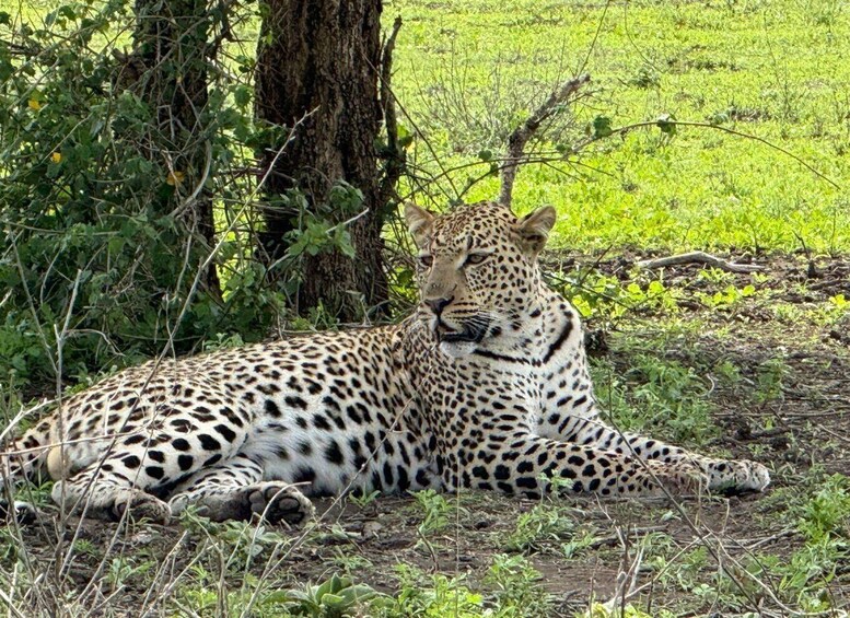 Un léopard se repose près d’un arbre dans une zone herbeuse. 1