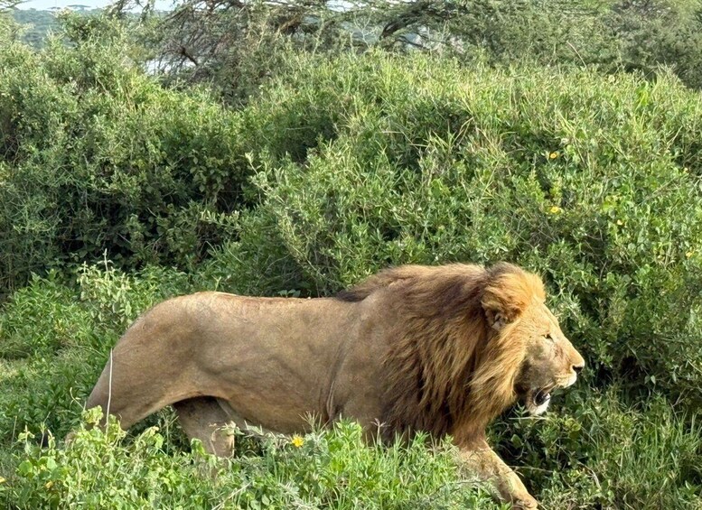 Un lion marchant dans une zone herbeuse, avec une végétation dense en arrière-plan. 4