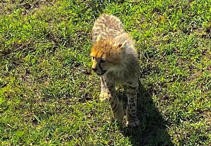 Un guépard marchant dans l’herbe. 2