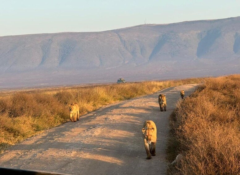 Un chemin de terre bordé de lions, entouré de prairies arides et avec des montagnes en arrière-plan. 3