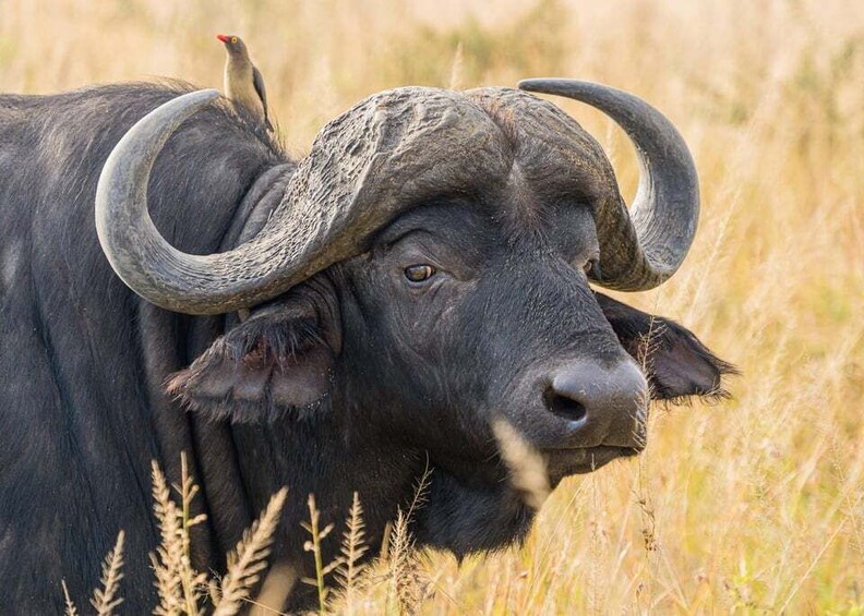 Un búfalo negro con grandes cuernos curvados en un campo de hierba. 1