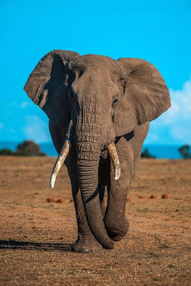 Un elefante caminando por una sabana seca bajo un cielo azul despejado. 2