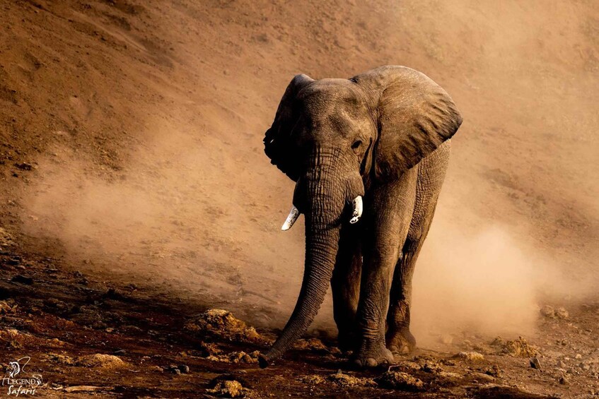 An elephant standing on a dusty ground with a large mound of earth in the background. 5