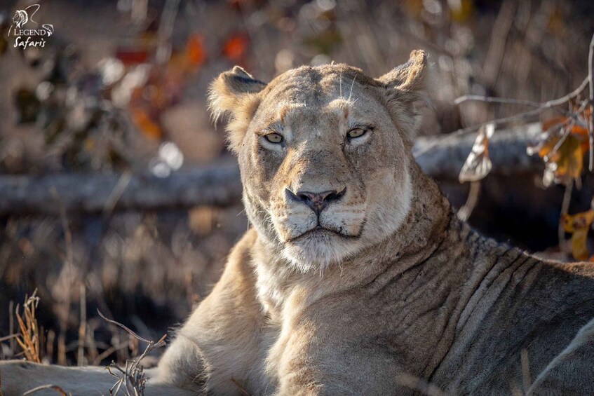 A lion resting in a natural setting with dry grass and sparse trees. 2