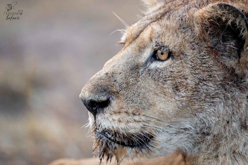 A close-up of a lion's face, highlighting its fur texture and facial features. 3