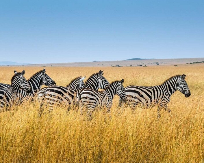 Zebras in a grassy field with a clear sky. 1