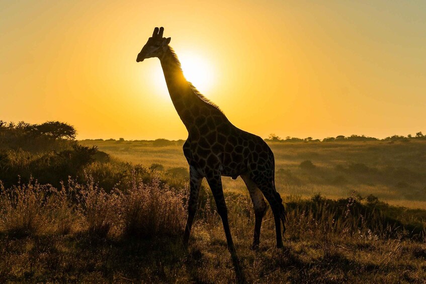 A giraffe standing in a field with the sun setting in the background. 3