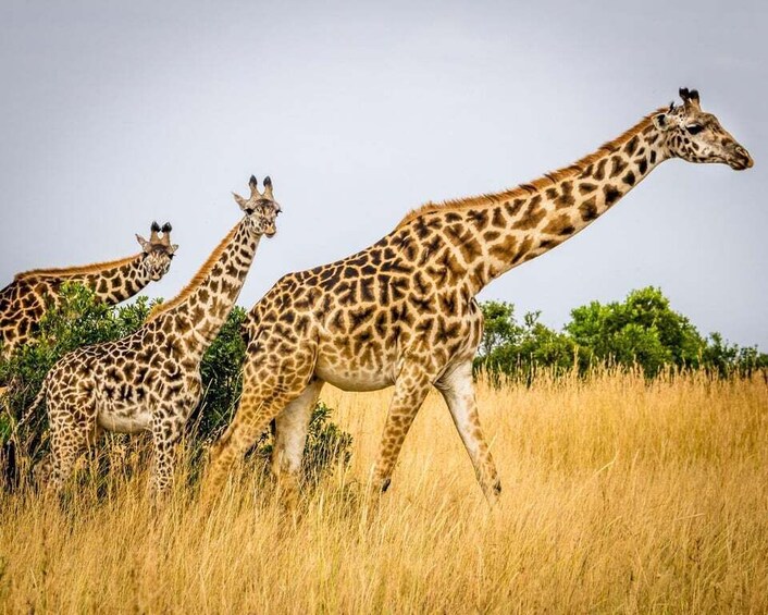Three giraffes walking through a grassy field with trees in the background. 2