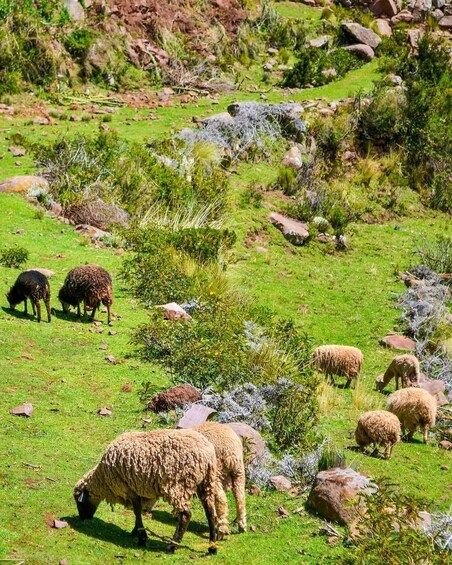 Picture 8 for Activity From Arequipa: Bus to Puno + Uros and Taquile Day Tour 2