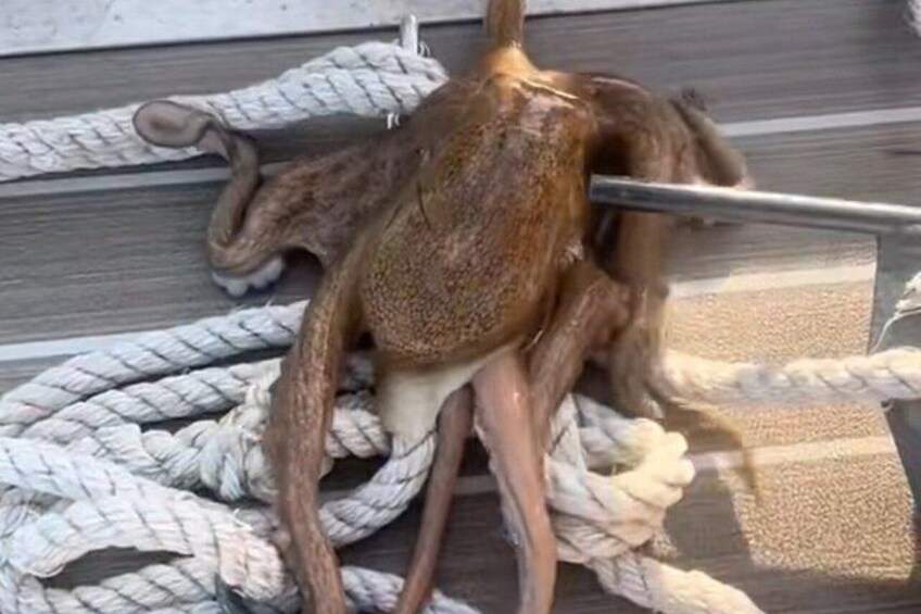 A cat lying on a rope. 3