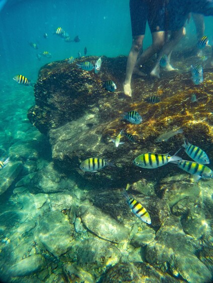 An underwater scene with a person standing on a rock surrounded by striped fish. 2