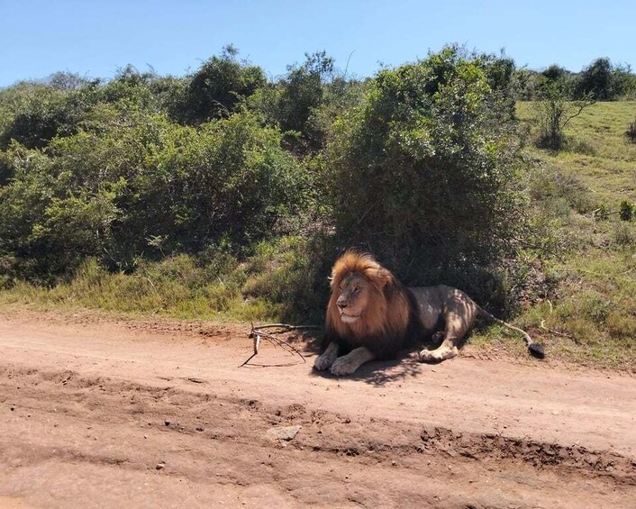 A lion lying on a dirt path with dense greenery in the background. 2