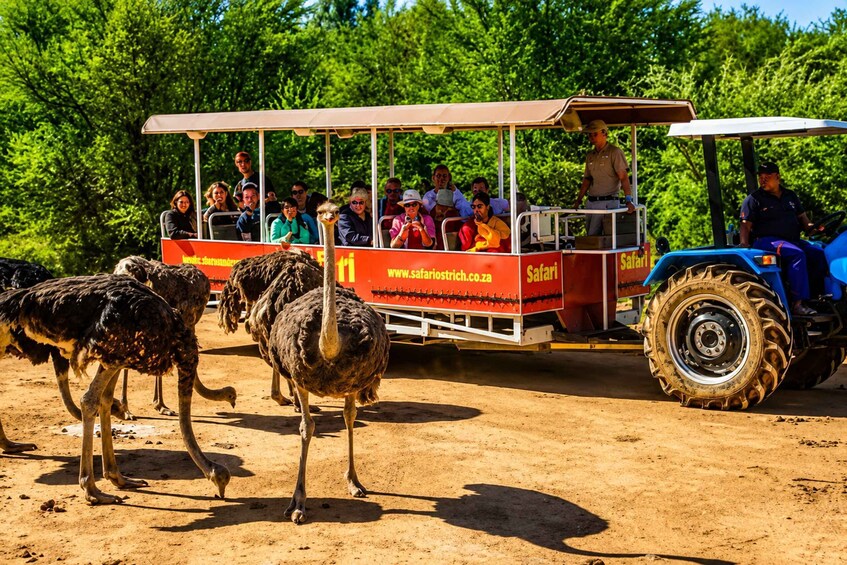 A safari vehicle with passengers observing ostriches on a dirt path. 2
