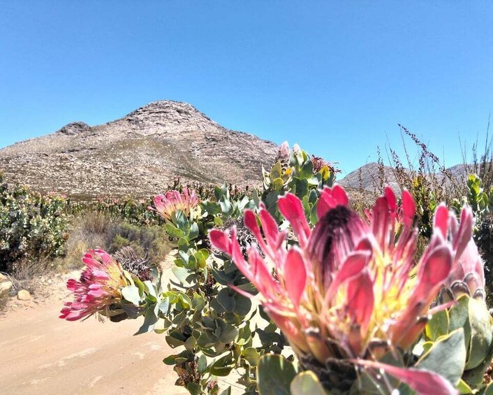 A desert landscape with a prominent cactus in the foreground and a mountain in the background. 3