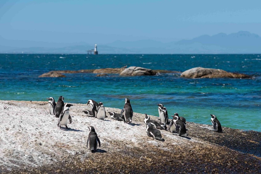 Eine Gruppe Pinguine an einer felsigen Küste, im Hintergrund Ozean und ein Leuchtturm. 4