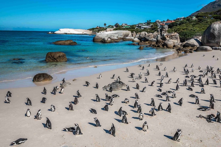 Ein Strand mit vielen Pinguinen und großen Felsen direkt am Wasser. 2