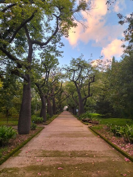 A tree-lined pathway with a clear sky and scattered clouds. 2