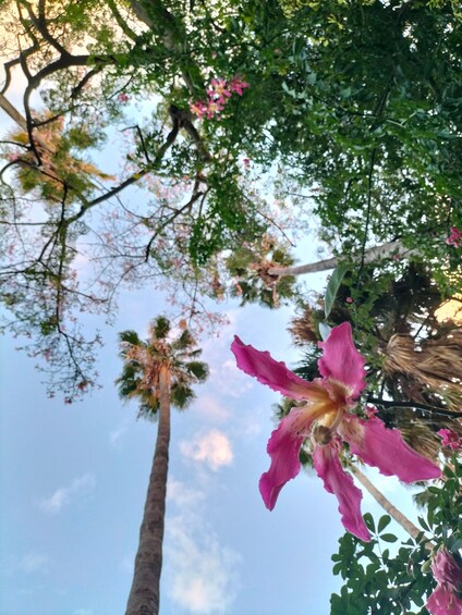 A pink flower with a yellow center, surrounded by green foliage and a clear sky. 3