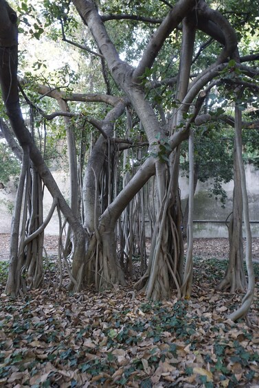 A banyan tree with extensive roots and a dense canopy. 4