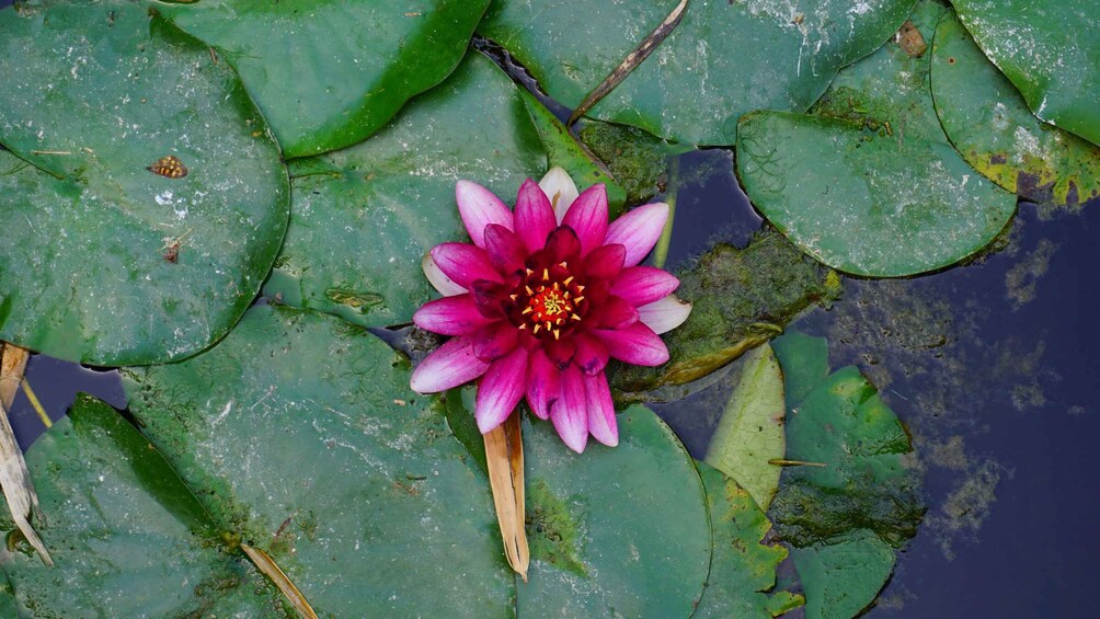 A water lily with pink petals and a yellow center on a pond surrounded by green lily pads. 5