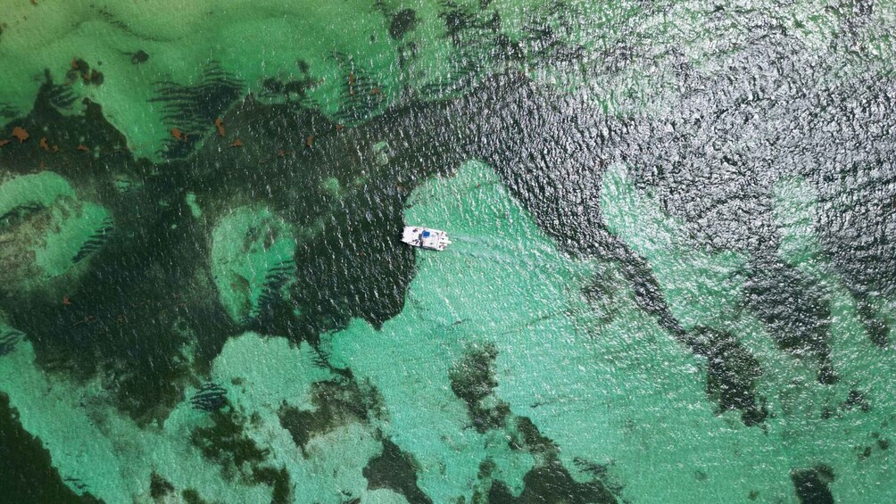 A boat on a greenish water body with visible underwater vegetation. 5