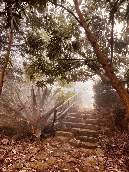 A stone staircase surrounded by trees and foliage. 4