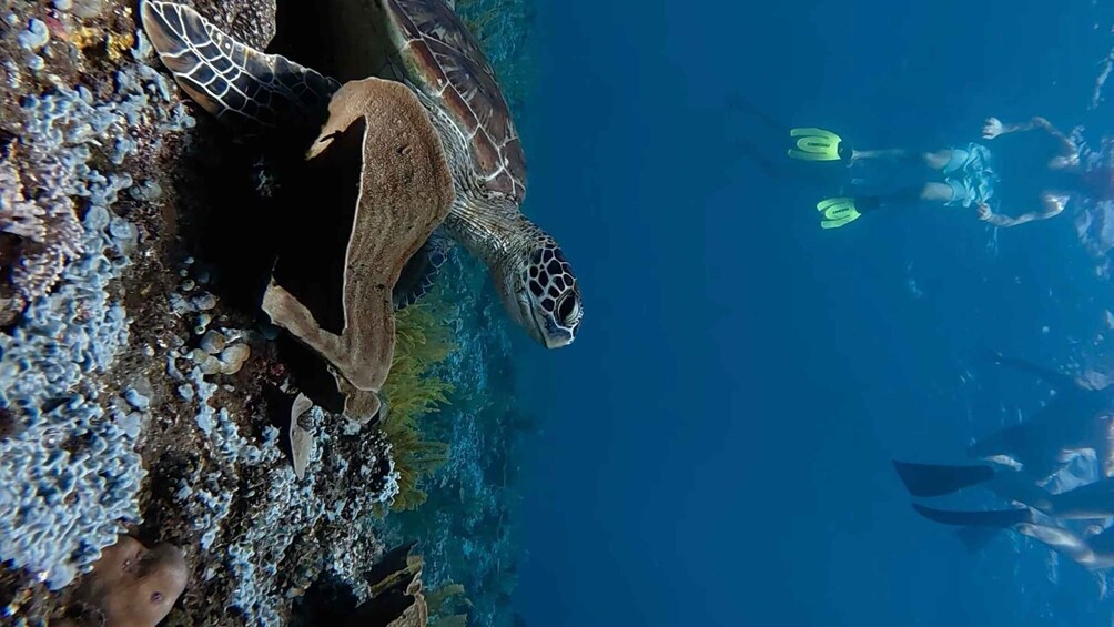 Picture 7 for Activity Amed Bali: Snorkeling Lokal Amed 2