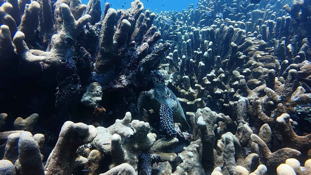 Picture 27 for Activity Amed Bali: Snorkeling Lokal Amed • Best Experience in Amed 4
