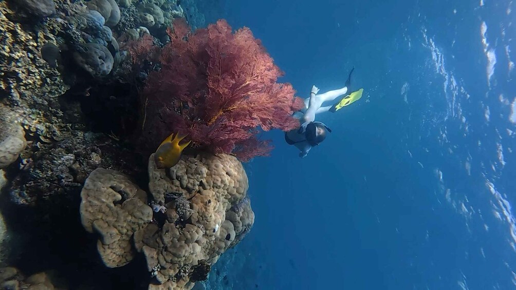 A diver exploring a coral reef with a variety of colorful corals and marine life. 4