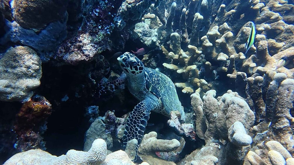 Picture 12 for Activity Amed Bali: Snorkeling Lokal Amed • Best Experience in Amed 2