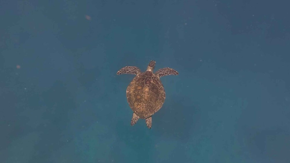 A sea turtle swimming in clear blue water. 2