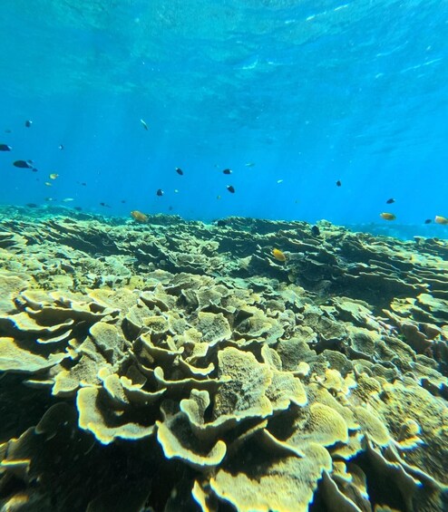 Picture 22 for Activity Bali: Snorkeling Lokal Amed 2