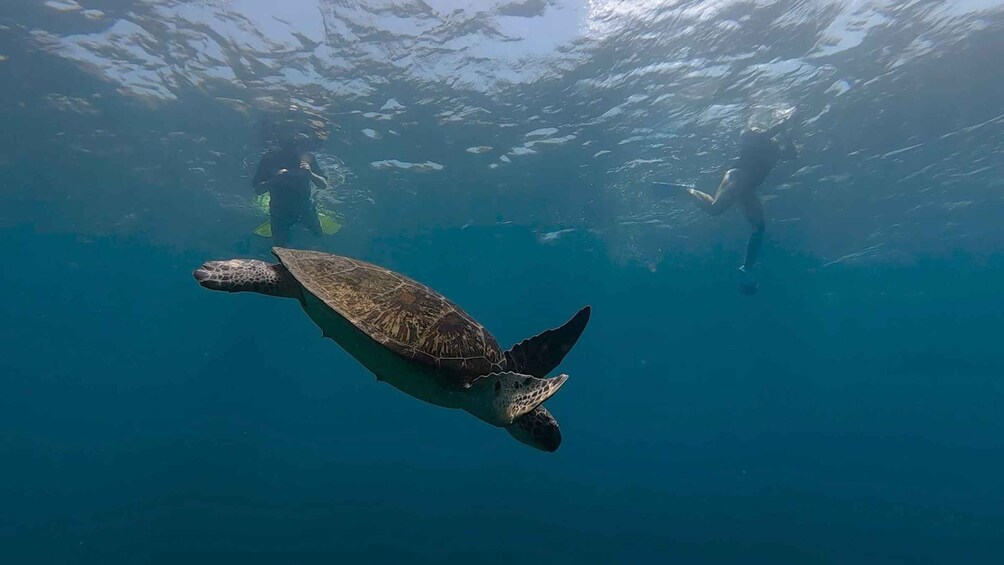 A sea turtle swimming underwater with divers in the background. 3