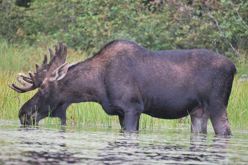 A moose in a wetland with tall grasses and dense foliage in the background. 1