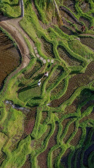 Terraced rice fields with a narrow path and two people walking. 3