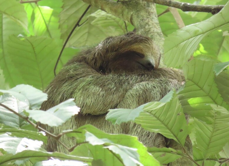 A sloth resting in a tree surrounded by green foliage. 4