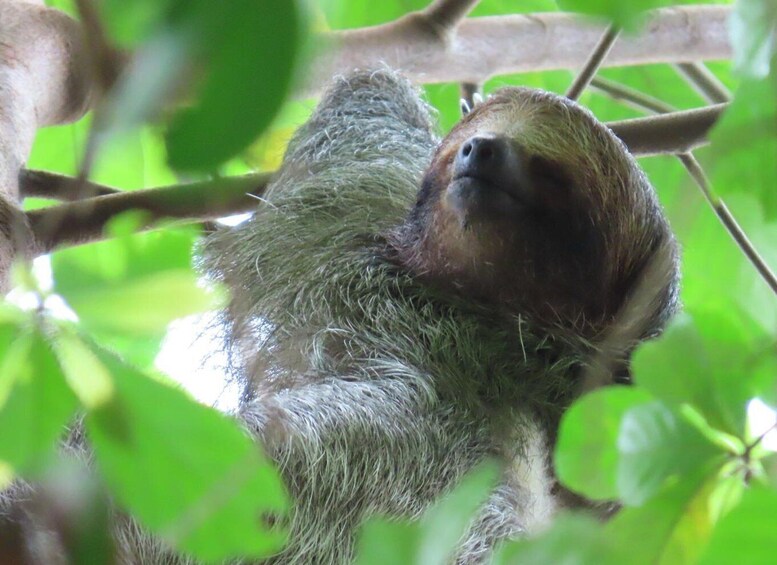 A sloth hanging from a tree branch. 5