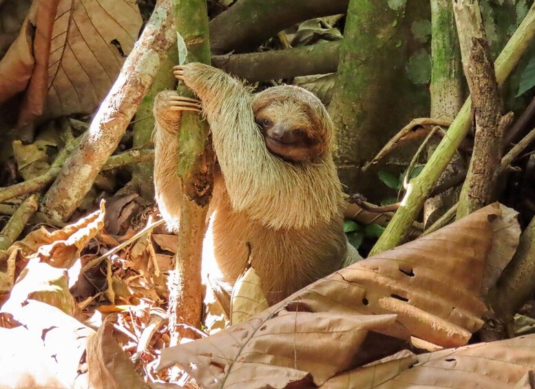 A sloth hanging from a tree branch amidst dry leaves and green foliage. 2