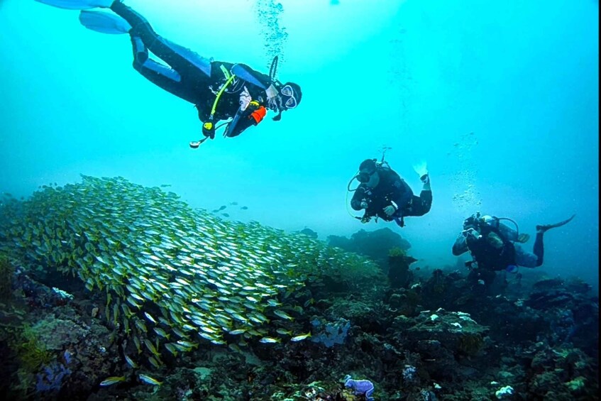 Two scuba divers swimming near a school of fish and coral reef. 1